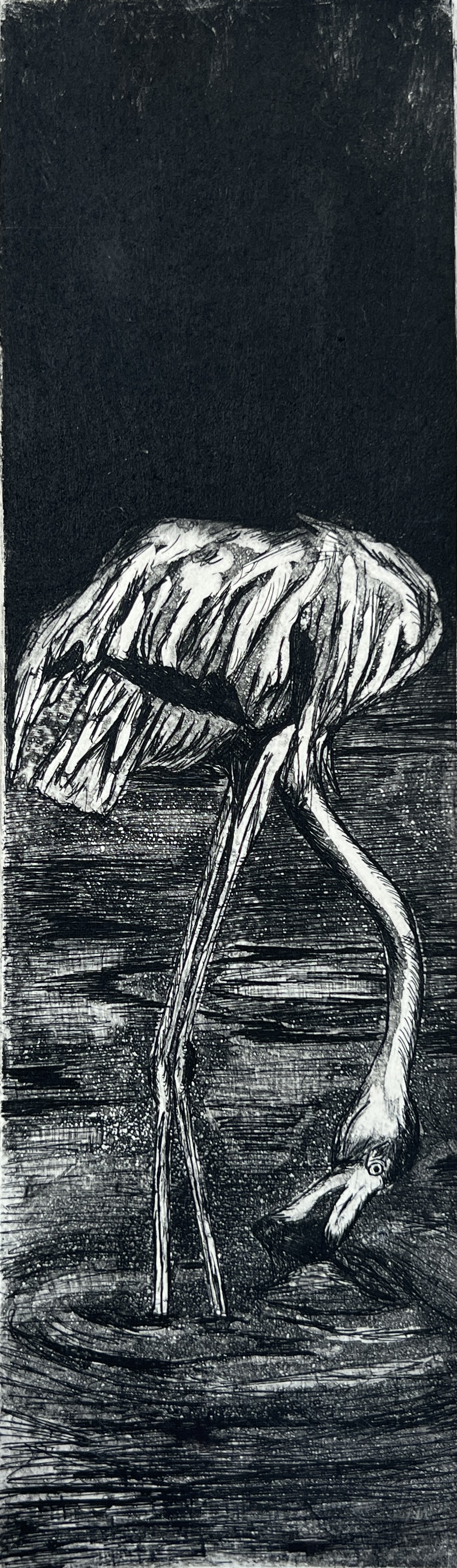 flamingo