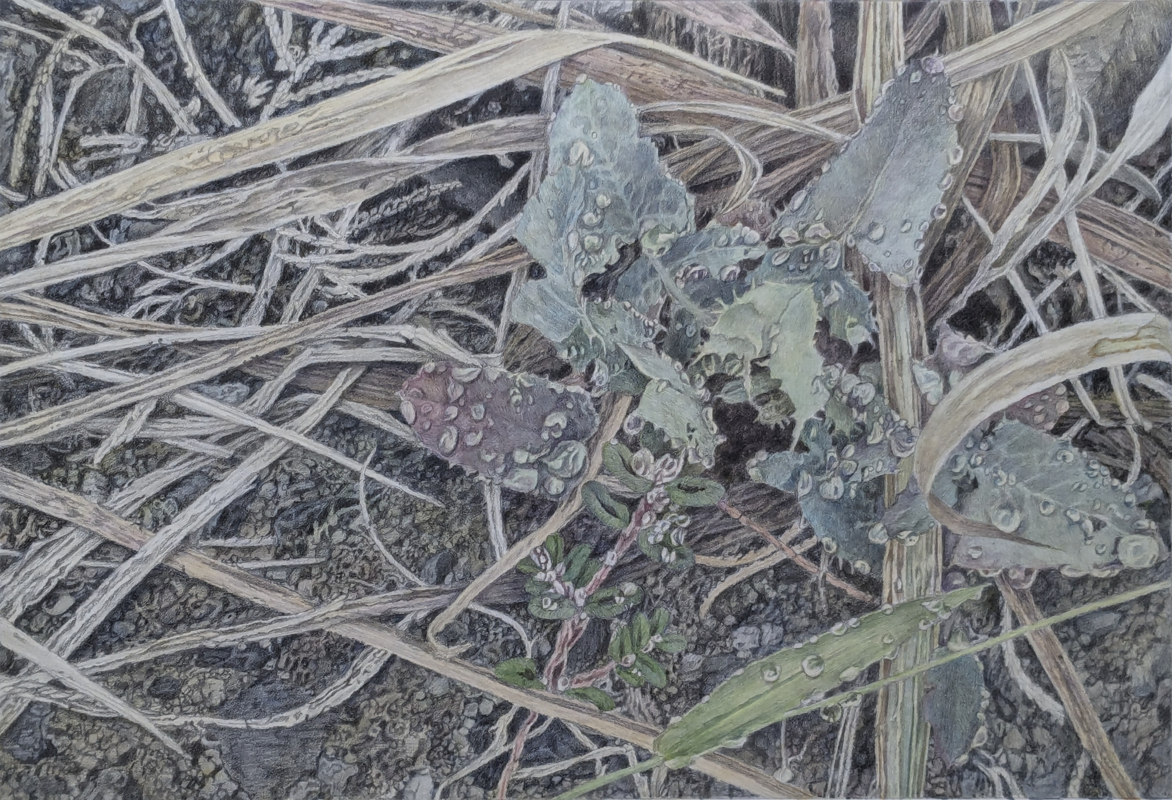 ☆ 牧野正峰 雛絵大棗 裏千家 十五代 鵬雲斎の花押がございます☆x365