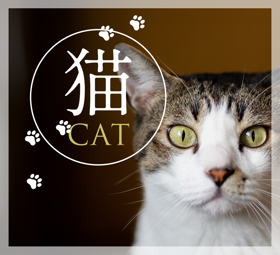 猫―cat―
