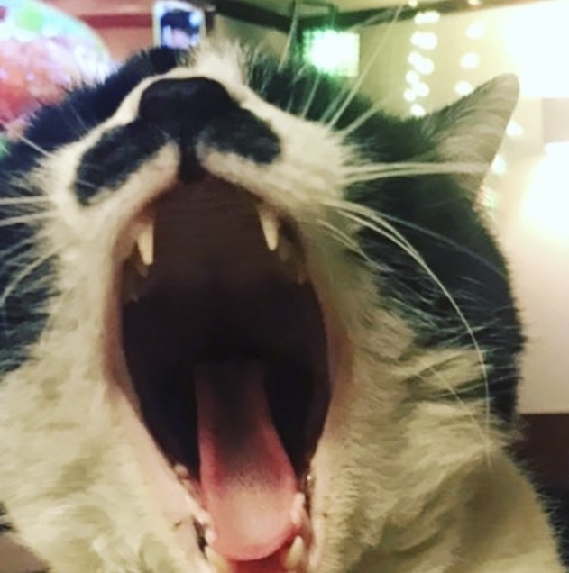 弁慶の父ちゃん